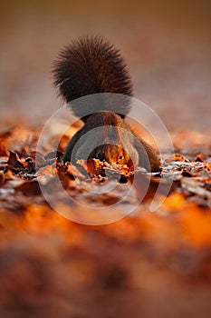 Cute red squirrel with long pointed ears eats a nut in autumn orange scene with nice deciduous forest in the background, hidden in