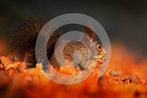 Cute red squirrel with long pointed ears eats a nut in autumn orange scene with nice deciduous forest in the background, hidden in