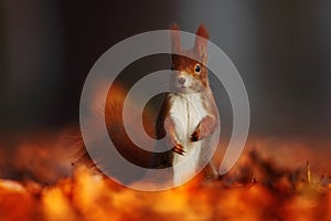 Cute red squirrel with long pointed ears eats a nut in autumn orange scene with nice deciduous forest in the background, hidden in photo