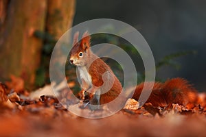 Cute red squirrel with long pointed ears eats a nut in autumn orange scene with nice deciduous forest in the background, hidden in