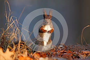 Cute red squirrel with long pointed ears eats a nut in autumn orange scene with nice deciduous forest in the background, hidden in