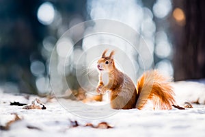 Cute red squirrel looking at winter scene with nice blurred forest in the background