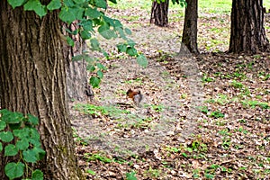 A cute red squirrel in an old park sits in foliage under a tree