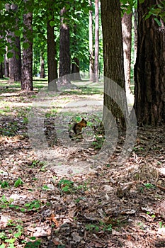 A cute red squirrel in an old park sits in foliage under a tree