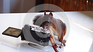 Cute red squirrel playing with a vintage camera on a table