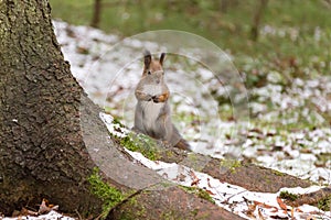Cute red squirrel posing near a tree in winter
