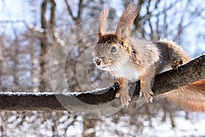 Cute red squirrel searching for food in winter park on tree branch