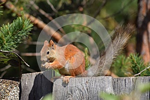 Cute squirrel sits on the fence and eats nut