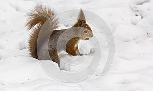 A cute red squirrel sits in the snow and chews on a nut