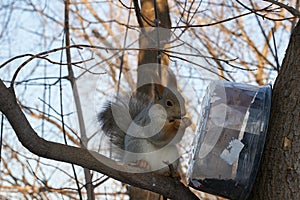 A cute red squirrel sits on a stump and eats seeds on a Sunny winter day