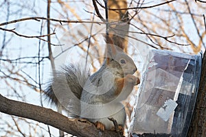 A cute red squirrel sits on a stump and eats seeds on a Sunny winter day