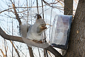 A cute red squirrel sits on a stump and eats seeds on a Sunny winter day