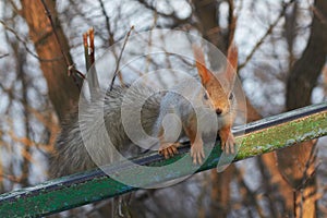 A cute red squirrel sits on a stump and eats seeds on a Sunny winter day