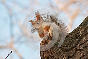 A cute red squirrel sits on a stump and eats seeds on a Sunny winter day