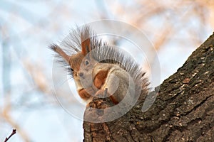 A cute red squirrel sits on a stump and eats seeds on a Sunny winter day