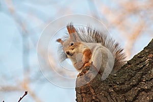 A cute red squirrel sits on a stump and eats seeds on a Sunny winter day