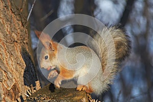 A cute red squirrel sits on a stump and eats seeds on a Sunny winter day