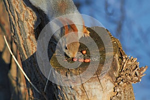 A cute red squirrel sits on a stump and eats seeds on a Sunny winter day