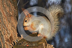 A cute red squirrel sits on a stump and eats seeds on a Sunny winter day