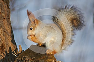 A cute red squirrel sits on a stump and eats seeds on a Sunny winter day