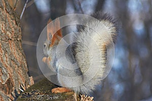 A cute red squirrel sits on a stump and eats seeds on a Sunny winter day