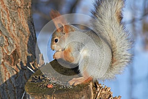 A cute red squirrel sits on a stump and eats seeds on a Sunny winter day