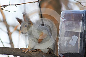 A cute red squirrel sits on a stump and eats seeds on a Sunny winter day