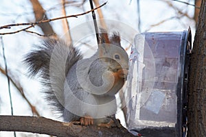 A cute red squirrel sits on a stump and eats seeds on a Sunny winter day