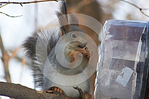 A cute red squirrel sits on a stump and eats seeds on a Sunny winter day