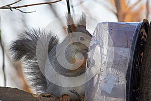 A cute red squirrel sits on a stump and eats seeds on a Sunny winter day