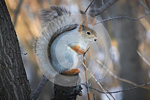 A cute red squirrel sits on a stump and eats seeds on a Sunny winter day