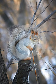 A cute red squirrel sits on a stump and eats seeds on a Sunny winter day