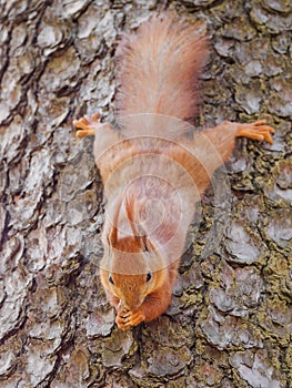 Cute red squirrel sits on the tree and eating