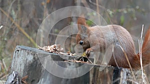 Cute red squirrel sits on the tree stump and eating walnut in the autumn park