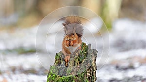 Cute red squirrel sitting on decaying tree stump