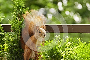 Cute red squirrel visit our balcony regulatly photo