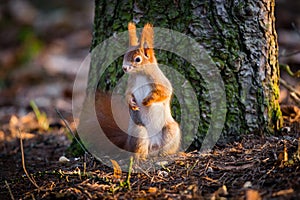 Cute red squirrel watches forest warily