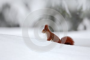 Cute red squirrel in winter scene with snow blurred forest in the background