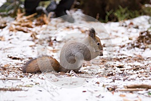 Cute red squirrrel sitting on a snow and eating seeds in winter