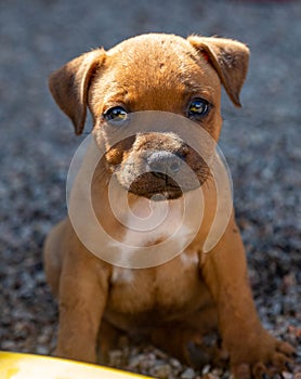 Cute Red Staffordshire Bull Terrier staffbull eyes
