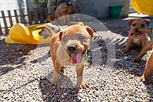 Cute Red Staffordshire Bull Terrier staffbull puppy in the sun. Super smile