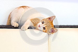 Cute red striped and white cat kitten playing