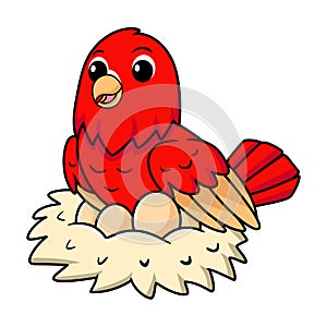 Cute red suffusion lovebird cartoon with eggs in the nest