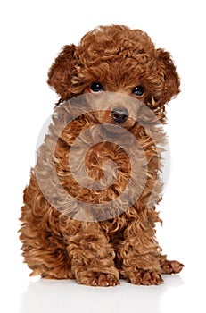 Cute red toy Poodle puppy