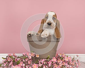 Cute red and white basset hound puppy sitting in a brown flower