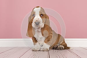 Cute red and white basset hound puppy sitting in a pink living r