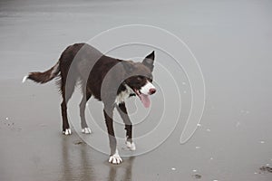 Cute red and white border collie puppy dog pet on a sandy beach