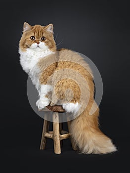 Cute red with white British Longhair cat kitten on black background