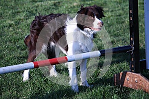 A cute red and white spaniel collie cross pet working dog