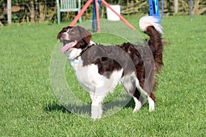 A cute red and white spaniel collie cross pet working dog